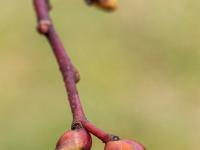 Rote Knospen an Zweigspitze